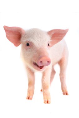 Küçük aile içi domuz