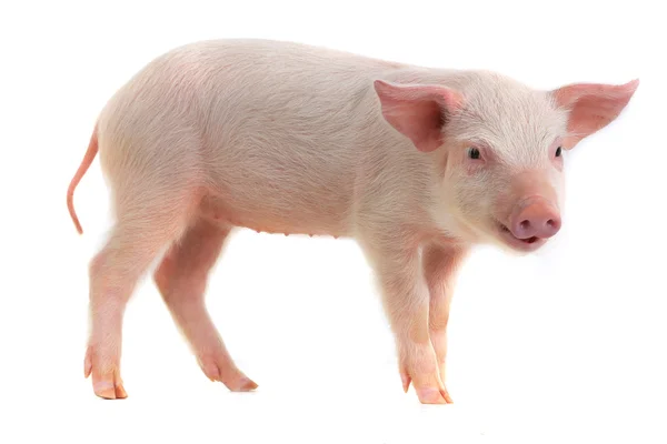 Little domestic  pig — Stock Photo, Image