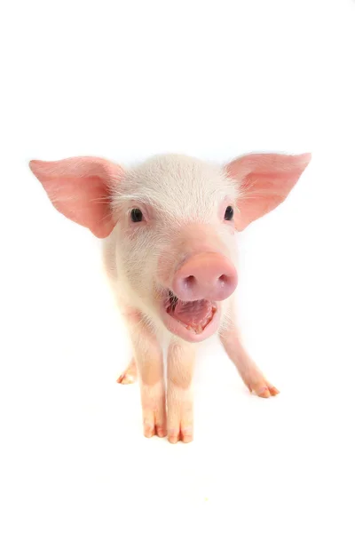 Little domestic  pig — Stock Photo, Image