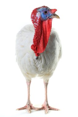 Beyaz aile içi Türkiye