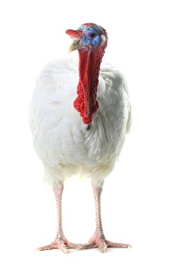 Beyaz aile içi Türkiye