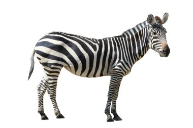 Beyaz üzerine Zebra