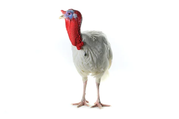 White domestic turkey — Stock Photo, Image