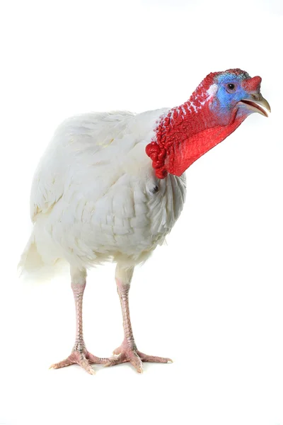 White domestic turkey — Stock Photo, Image