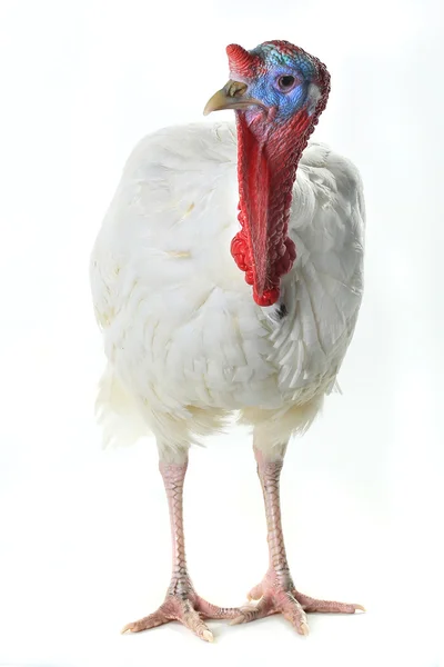 White domestic turkey — Stock Photo, Image