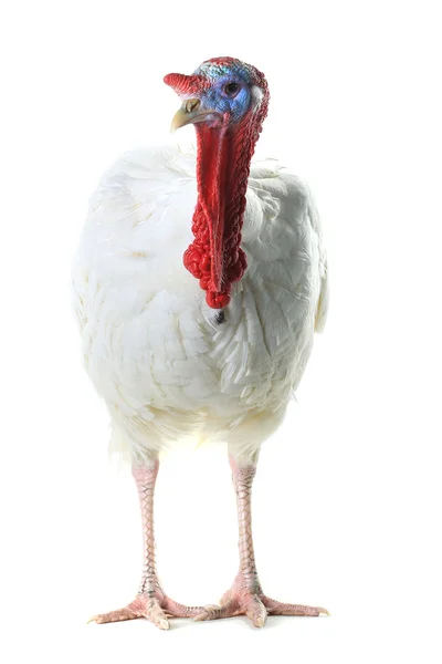 White domestic turkey — Stock Photo, Image