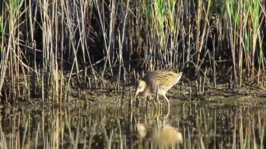 kuş su demiryolu avcılık