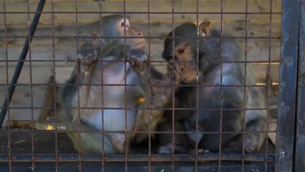 Macacos na gaiola no zoológico — Vídeo de Stock