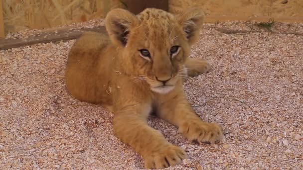 Tigre pequeño en el zoológico — Vídeos de Stock
