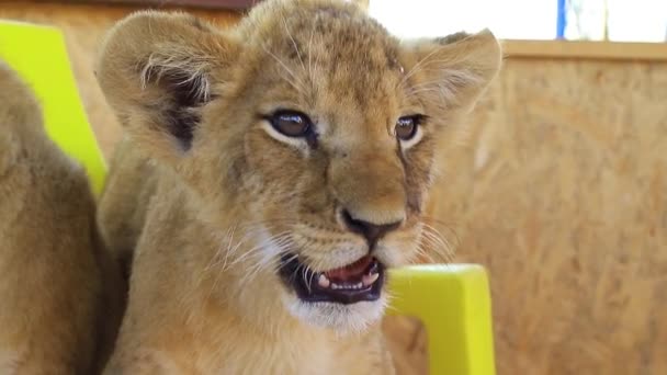 Pequenos tigres no zoológico — Vídeo de Stock