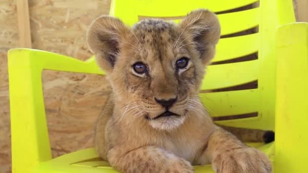 Маленький тигр в зоопарке — стоковое видео