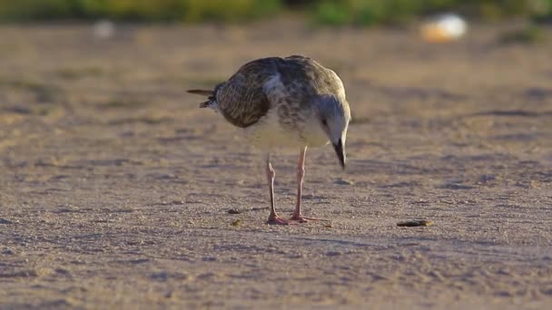 Gabbiano in cerca di cibo sulla natura — Video Stock