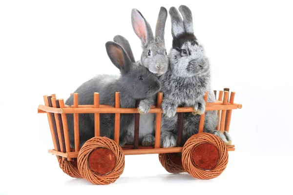 Grey rabbits  in the cart — Stock Photo, Image