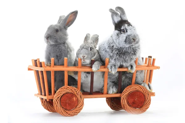 Graue Kaninchen im Einkaufswagen — Stockfoto