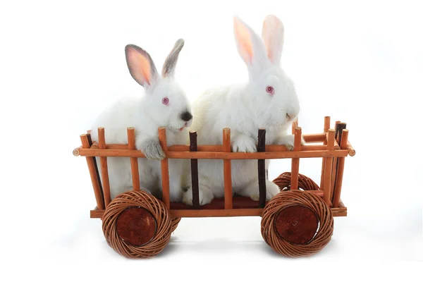 White rabbits  in the cart — Stock Photo, Image