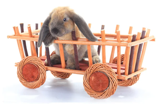 Braunes Kaninchen im Einkaufswagen — Stockfoto