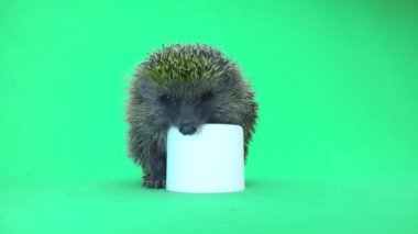 tuvalet kağıdı ile kirpi