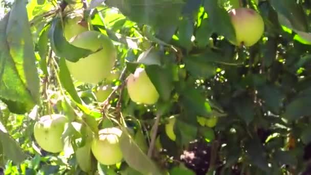Mogna äpplen på grenarna — Stockvideo