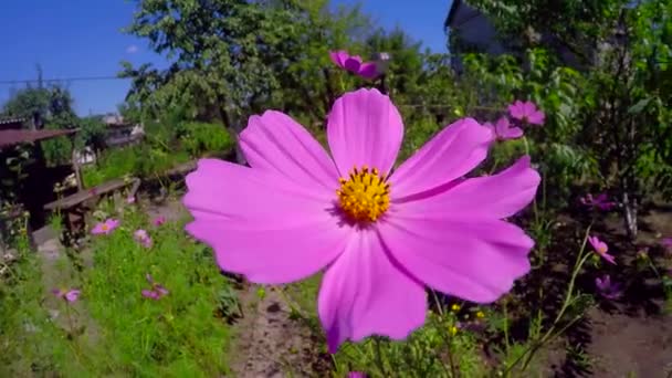 Krásná růžová květina — Stock video