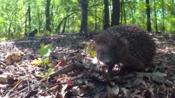 Ouriço na natureza selvagem — Vídeo de Stock