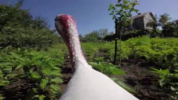 Pavo-polla camina en una granja — Vídeo de stock