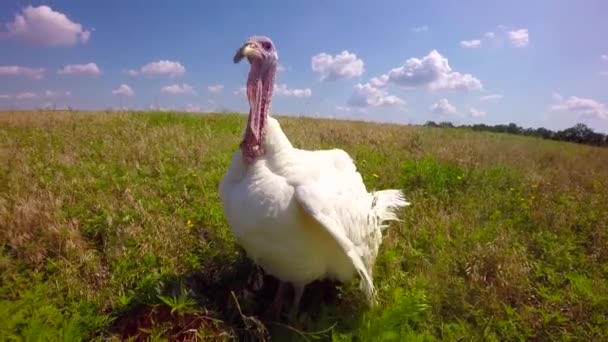 Pavo-polla camina en el campo — Vídeos de Stock