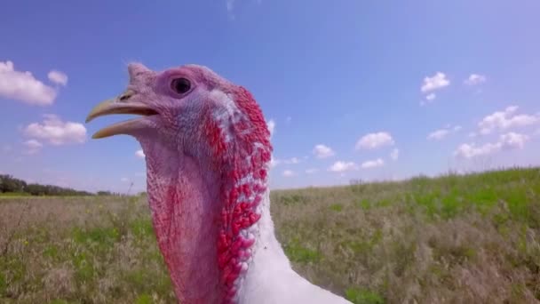 Pavo-polla camina en el campo — Vídeos de Stock