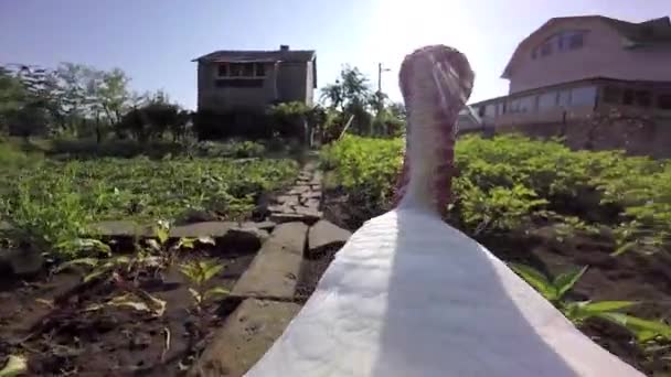 Tacchino-cazzo passeggiate in una fattoria — Video Stock