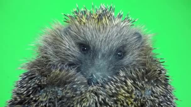 Joli hérisson épineux 