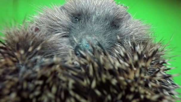 Cute prickly hedgehog — Stock Video