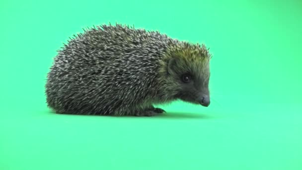 Mignon hérisson gros plan 