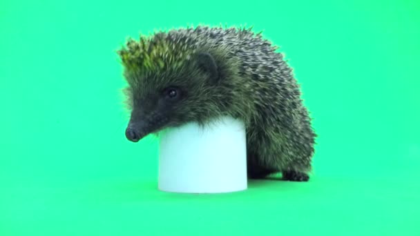 Hedgehog with toilet paper — Stock Video