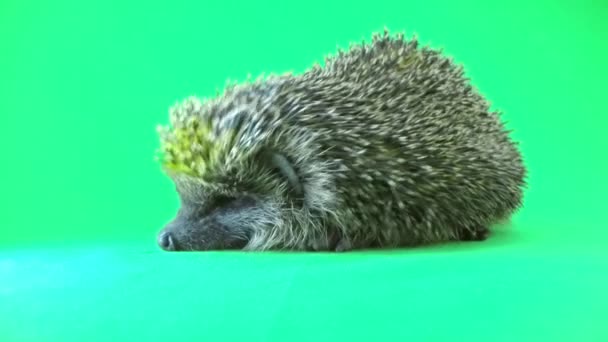 Niedlicher Igel aus nächster Nähe — Stockvideo