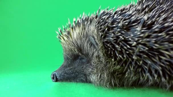 Mignon hérisson gros plan 