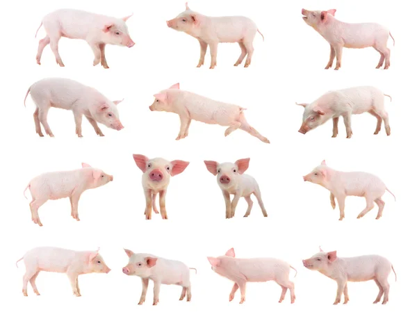 Cute domestic pigs — Stock Photo, Image