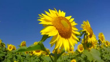 çiçekli parlak ayçiçeği