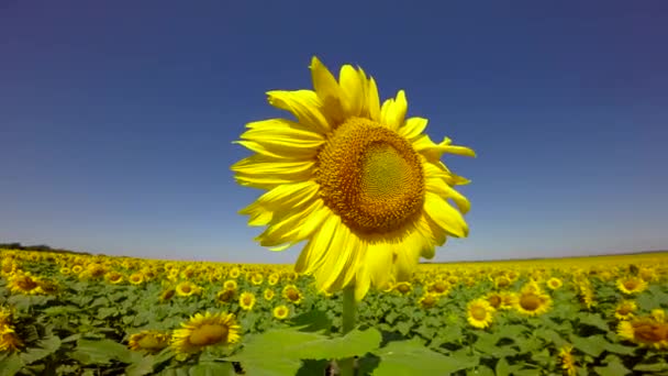 fleurs tournesols lumineux 
