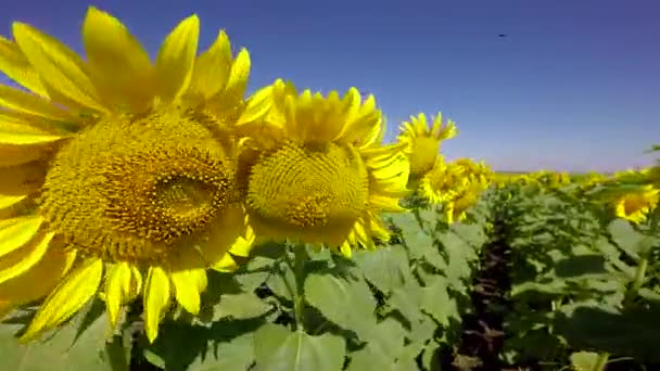 Girasoli brillanti fioriti — Video Stock