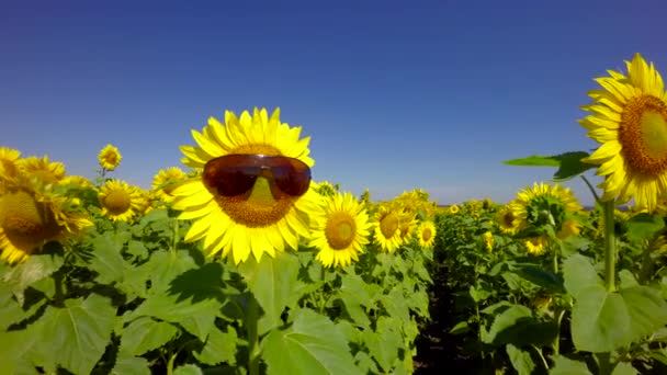 Sunflower wearing spectacles — Stock Video