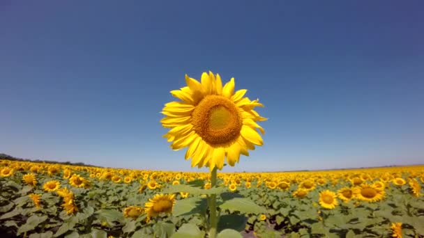 Bloeiende heldere zonnebloemen — Stockvideo