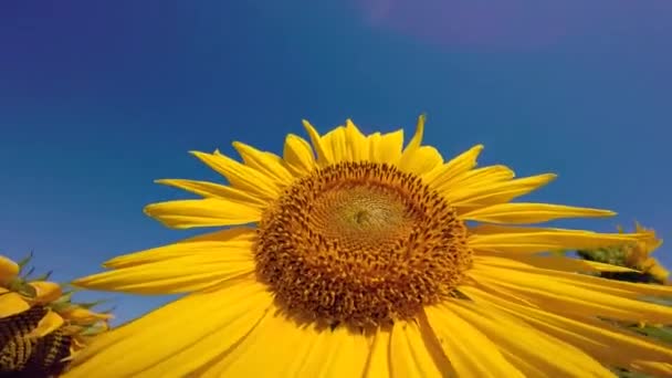 fleurs tournesols lumineux 