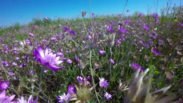 Blommor på ett grönt gräs — Stockvideo