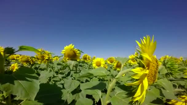 Flowering bright sunflowers — Stock Video