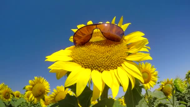 Sunflower wearing spectacles — Stock Video