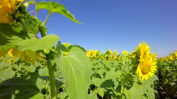 Flowering bright sunflowers — Stock Video