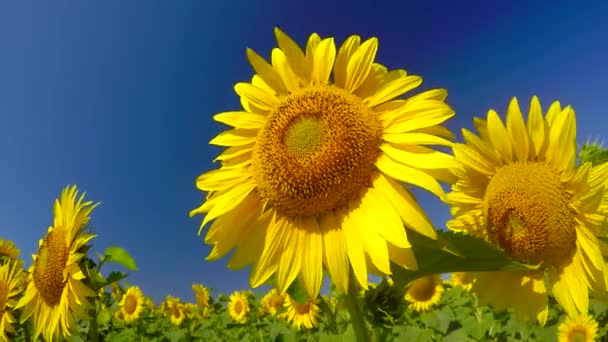 fleurs tournesols lumineux 