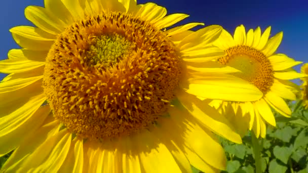 Blühende helle Sonnenblumen — Stockvideo