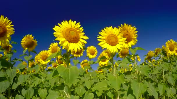 fleurs tournesols lumineux 