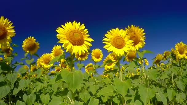 Blühende helle Sonnenblumen — Stockvideo