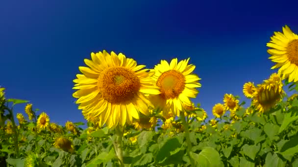 Flowering bright sunflowers — Stock Video